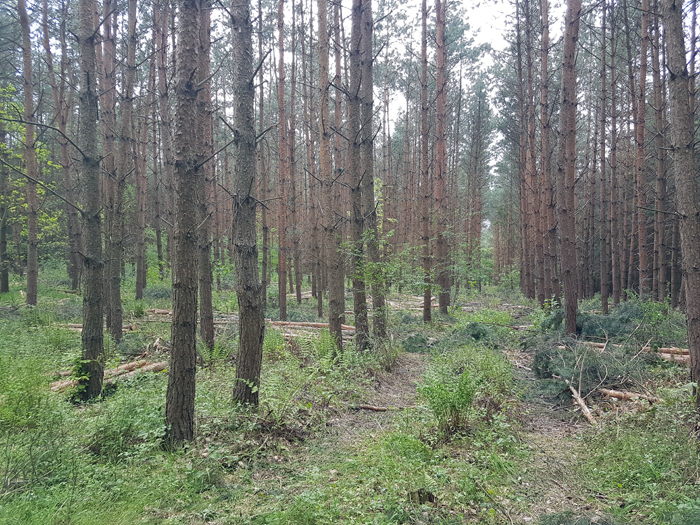 Forstbetrieb Heydenholz 267