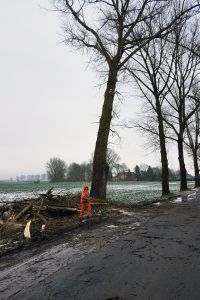Baumfällung
